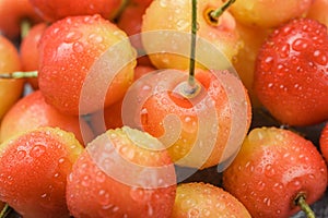 Freshly picked red and yellow Rainier cherries closeup