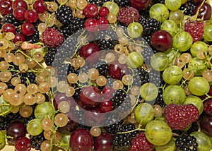 Freshly picked ripe berries: raspberries, blackberries, gooseberries, currants, cherries close-up. A mixture of berries