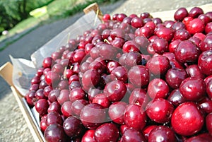 Freshly picked ripe red cherries in a wooden crate