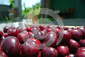 Freshly picked ripe red cherries in a wooden crate