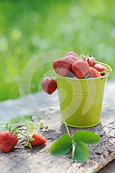 Freshly picked ripe strawberries bucket on wooden background