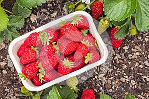Freshly picked ripe strawberries in cardboard punnet in organic garden