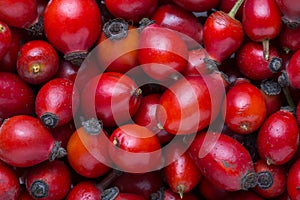 Freshly picked Rosehips. Flat lay. Selective focus