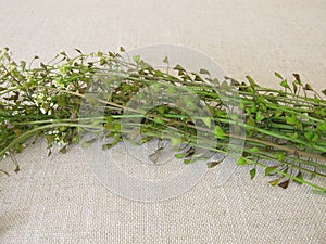 Freshly picked shepherds purse