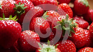 Freshly picked strawberries