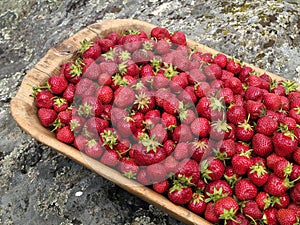 Freshly picked strawberries