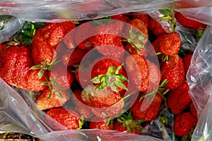 Freshly picked strawberries in a bag. Selective focus. Background with copy space for text