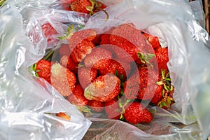 Freshly picked strawberries in a bag. Selective focus. Background with copy space for text