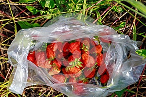 Freshly picked strawberries in a bag. Selective focus. Background with copy space for text