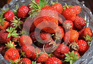 Freshly picked strawberries in crystal platter