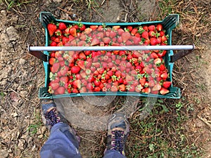 Freshly Picked Strawberries With Fruit Picker