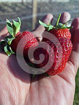 Freshly picked strawberries in hand