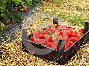 Freshly picked strawberries in a plastick crate.