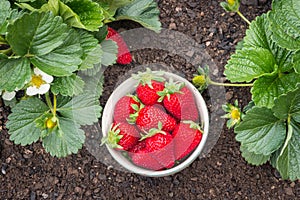 Freshly picked strawberries in porcelain bowl in strawberry garden