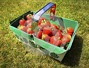 Freshly picked Strawberries in a punnet basket