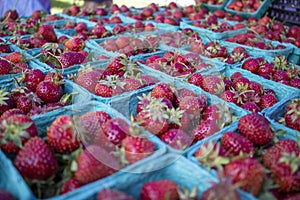 Freshly picked strawberries in a teal punnet at a framers market outdoors