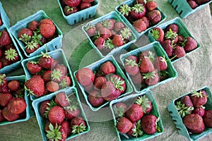 Freshly picked strawberries in a teal punnet at a framers market outdoors