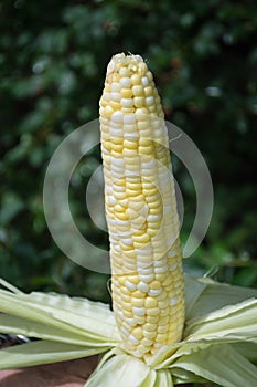 Freshly Picked Sweet Corn On The Cob