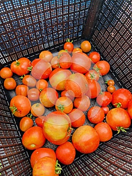 Freshly picked tomatoes