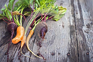 Freshly picked ugly carrot and beetroot