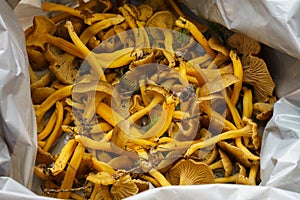 Freshly picked, uncleaned Yellowfoot mushrooms in a plastic bag