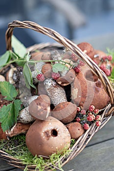 Freshly picked various edible porcini mushrooms and boletus in a wicker basket