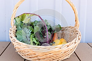 Freshly picked veggies in basket