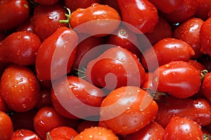 Freshly Picked and Washed Roma Tomatoes