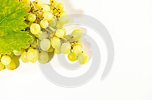 freshly picked white grapes