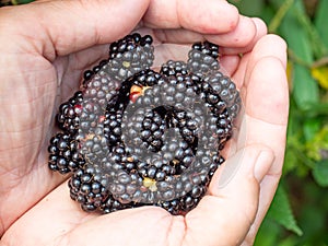 Freshly picked wild Blackberries in hands