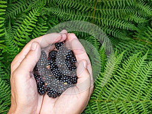 Freshly picked wild Blackberries in hands