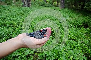 Freshly picked wild blueberries on the forest background