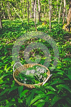 Freshly picked wild garlic, ramson (allium ursinum) in a basket in forest