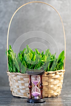 Freshly picked wild garlic, wild garlic, bear onions in an hourglass basket