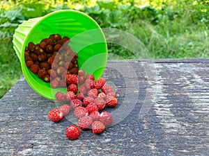 Freshly picked wild strawberries pouring from cup