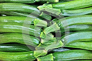 Freshly picked zucchini