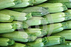 Freshly picked zucchini