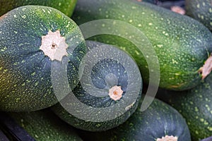 Freshly picked zucchini, food backgroundSolid background of fresh ripe and natural zucchini