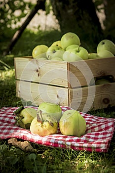 Freshly pickled ripe organic apples in wooden crate on green grass