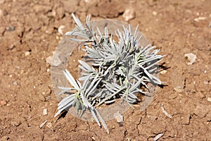 Freshly planted Broadleaved lavender or Lavandula latifolia aromatic shrub plant with grey leaves in house garden surrounded with photo