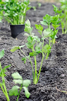 Freshly planted celery seedlings in the vegetable garden