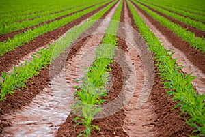 Freshly Planted Corn Field