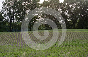 Freshly planted corn field in spring
