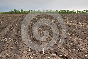 Freshly planted field