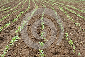 Freshly planted field