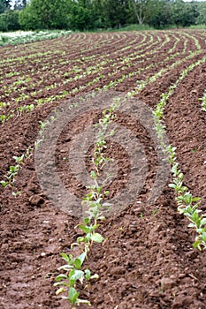 Freshly planted field