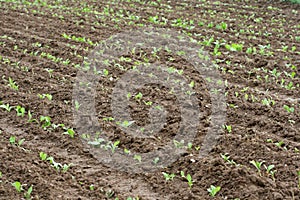 Freshly planted field