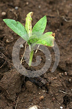 Freshly planted field