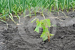 Freshly planted grape vine seedling