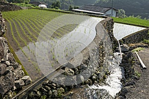 Freshly planted paddy field